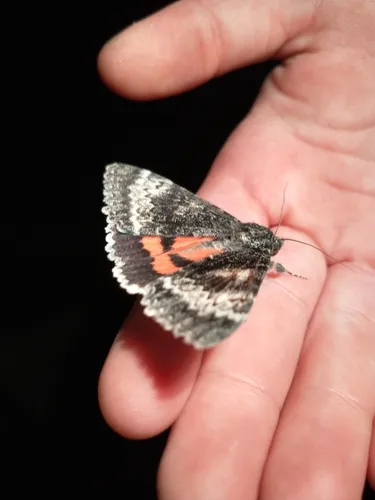 Grote's Underwing Moth