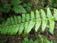 Alaska holly fern thumbnail 2
