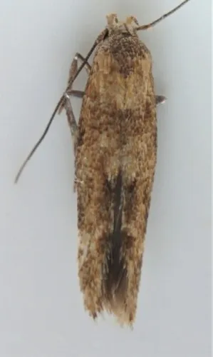 Common Cosmet