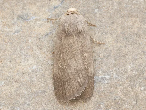 Proxenus mendosa