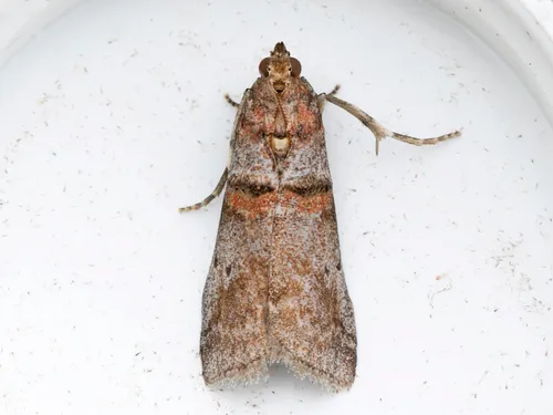 Alder Tubemaker Moth