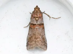 Alder Tubemaker Moth thumbnail 1