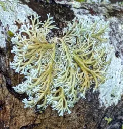 Ancient Coral Lichen thumbnail 1