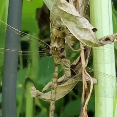 Fawn Darner thumbnail 1