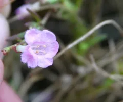 Saltmarsh False Foxglove thumbnail 1