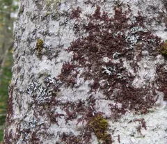 Asa Gray's Scalewort thumbnail 1