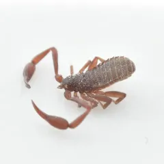 House Pseudoscorpion thumbnail 2