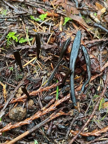 Glutinoglossum heptaseptatum