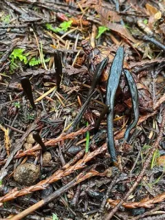 Glutinoglossum heptaseptatum thumbnail 1