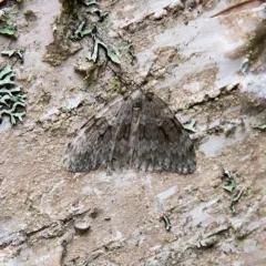 Autumnal Moth thumbnail 2