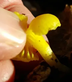 green navel thumbnail 2