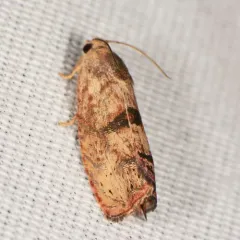 Filbertworm Moth thumbnail 1