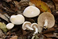 Tricholoma stiparophyllum thumbnail 1