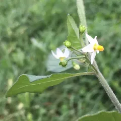 black nightshade thumbnail 2