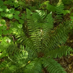 Braun's holly fern thumbnail 2