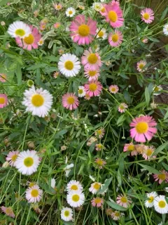 Mexican Fleabane thumbnail 4