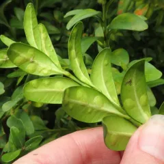 Boxwood Gall Midge thumbnail 2