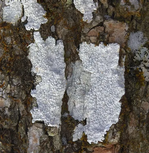 Rimmed Wart Lichen