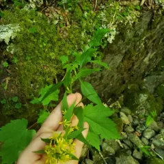 large-leaved goldenrod thumbnail 3