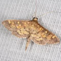 Darker Diacme Moth thumbnail 3