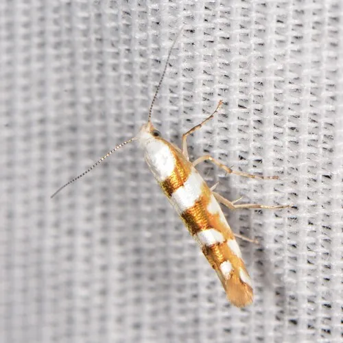 Argyresthia calliphanes