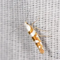 Argyresthia calliphanes thumbnail 1