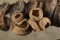 Velutarina rufo-olivacea thumbnail 2