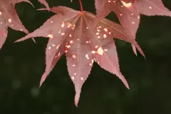 Maple Anthracnose thumbnail 2