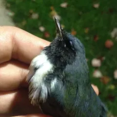 Black-throated Blue Warbler thumbnail 4