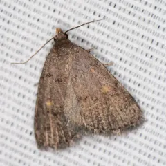 Orange-spotted Idia Moth thumbnail 2