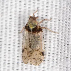 common lacehopper thumbnail 4