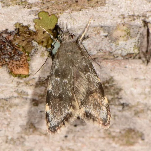 Three-spotted Concealer