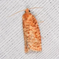 Jack Pine Budworm Moth thumbnail 2