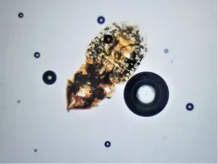 cat biting louse thumbnail 1