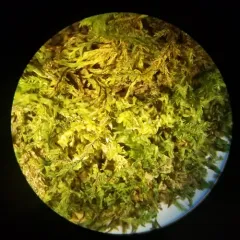 lesser featherwort thumbnail 2
