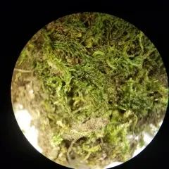 Horn Calcareous Moss thumbnail 2
