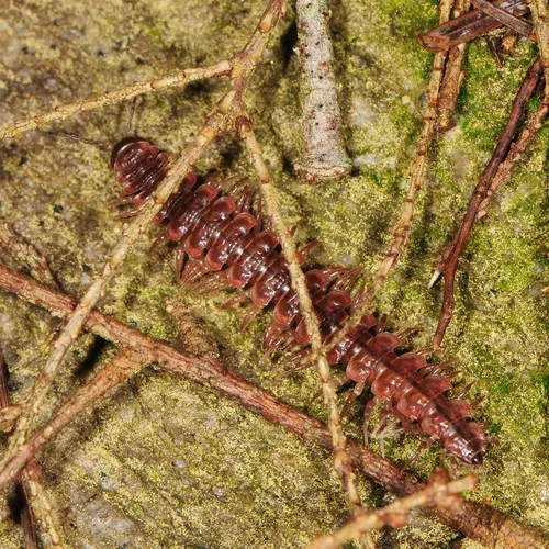 Common Pink Flat-back