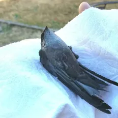 Vaux's Swift thumbnail 3