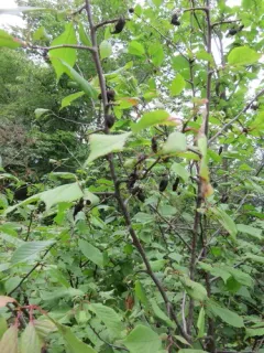 Taphrina communis thumbnail 4