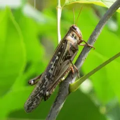 American Bird Grasshopper thumbnail 4