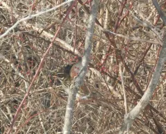 Redwing thumbnail 4