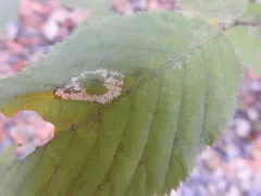 Wrinkled Hophornbeam Blotch Miner Moth thumbnail 3