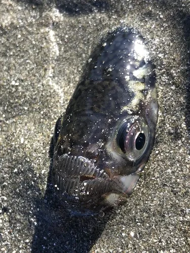Pacific Sandfish