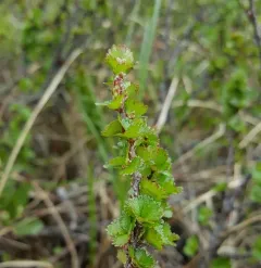 Newfoundland dwarf birch thumbnail 2