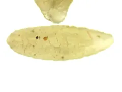 Flea tapeworm thumbnail 2
