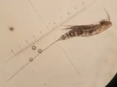 Microsetella norvegica thumbnail 2