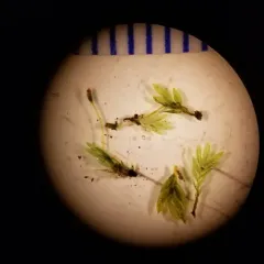 Lesser Pocket-moss thumbnail 1