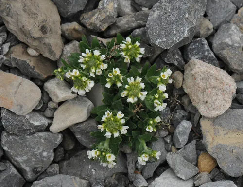 Rock Whitlow-grass