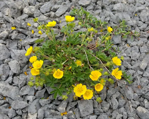 Alpine Cinquefoil