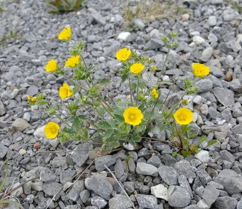 Snow Cinquefoil